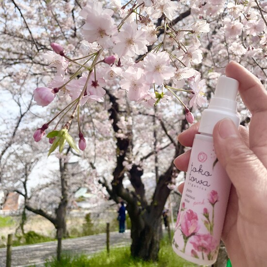 ミストと桜 正方形縮小